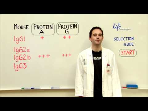 Using A Mouse Antibody Chromatin Immunoprecipitation Strategies