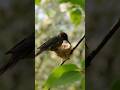 Man Hidden in Bushes Films Hummingbird Building Nest