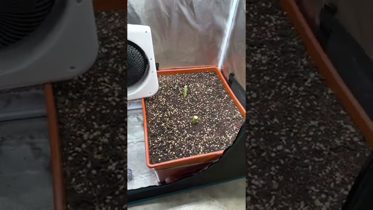 Mars hydro SP3000 / City Picker Grow / Captain Red Beard Seeds