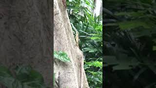丞丞物語：2018062316