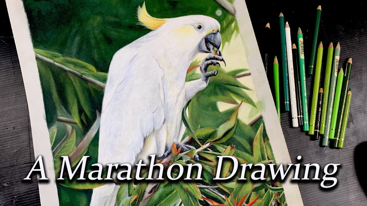 Drawing a cockatoo Using Color pencils on Pastelmat YouTube