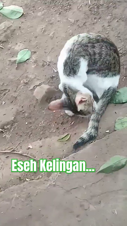 DUMES #catlover #motorsport #shots #viral #fyp #video #trending #cantika #jawaserang