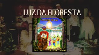 Vídeo de Luz Da Floresta
