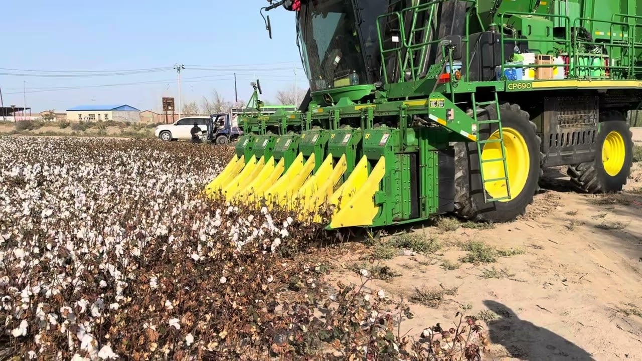 一望無際的棉花田原來是這樣採收的