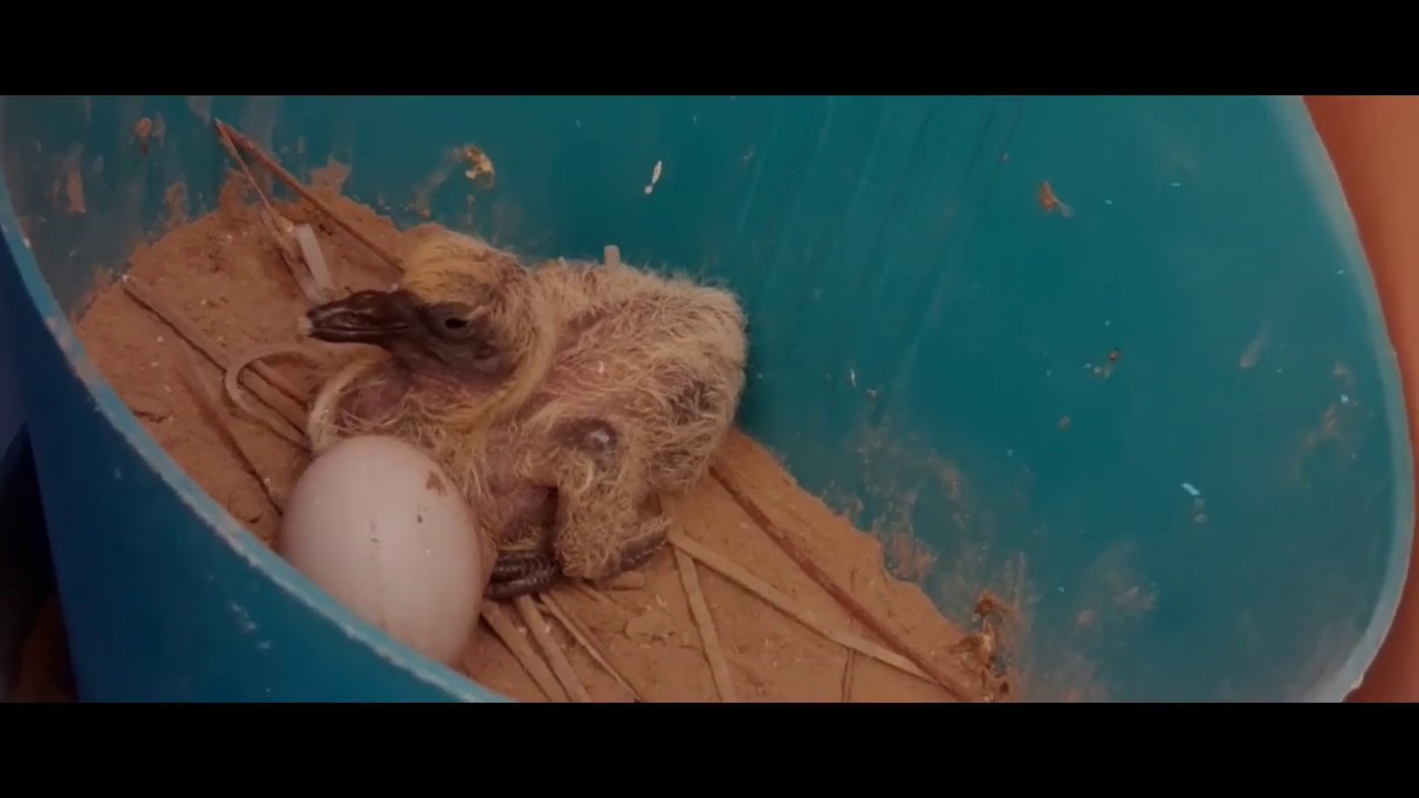 Squab | Baby Pigeon | New born bird | life just started