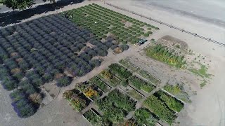 Fly High Above Pageo Lavender Farm In Turlock
