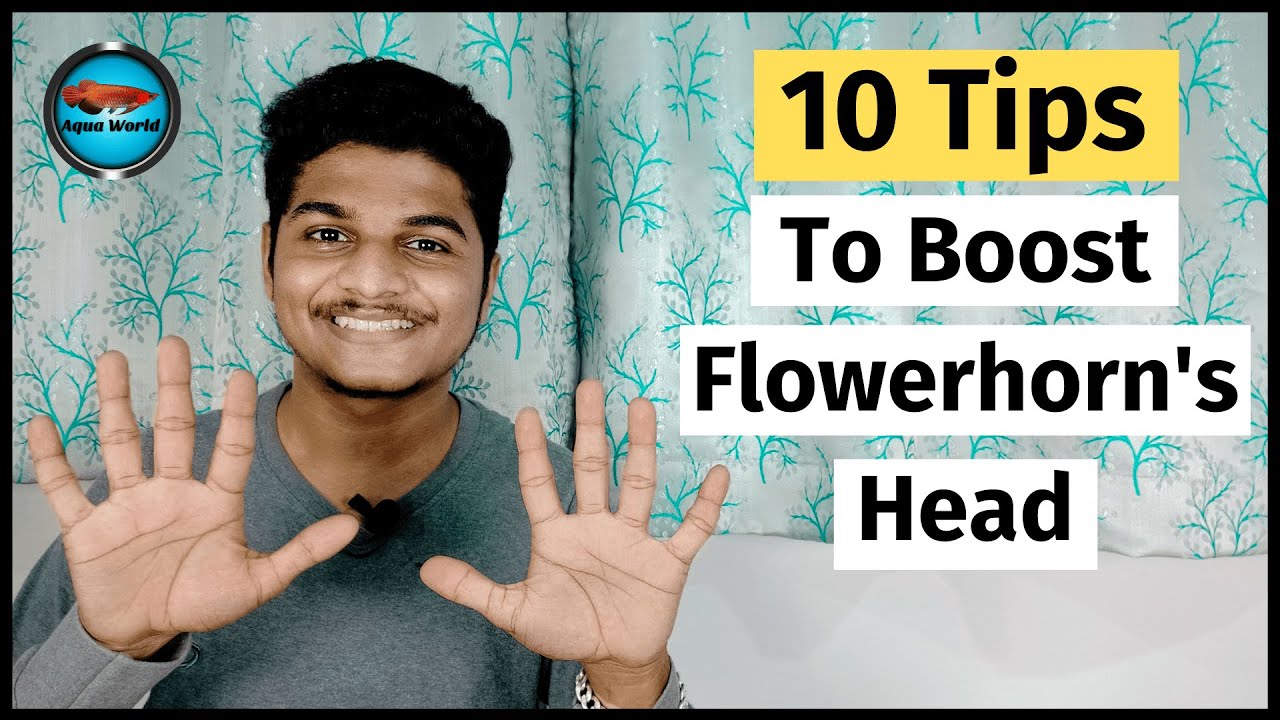 10 Tips to Boost Flowerhorn's Head How to Boost Flowerhorn's KOK