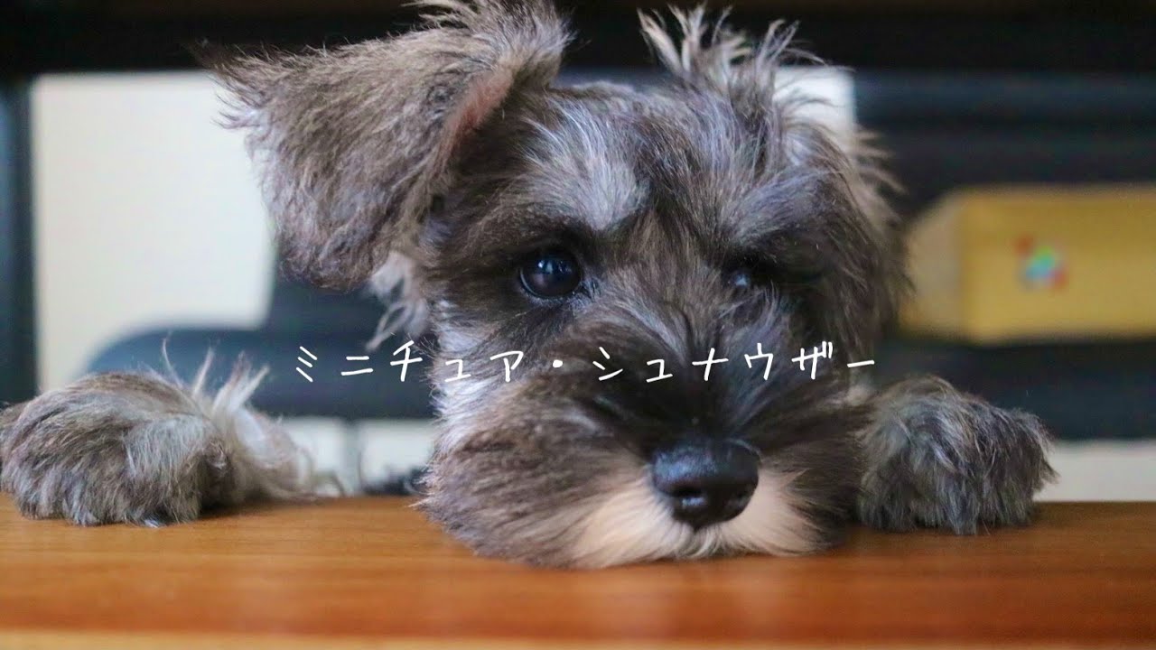 生後3ヶ月のミニチュアシュナウザーをお迎え 子犬 家族が増えました 日常 Youtube