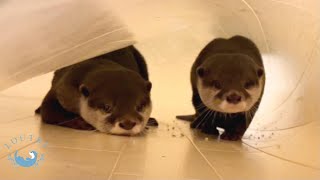 隠れてタマゴを食べていた、いたずらな双子のカワウソ　Twin otters ate boiled egg hiding under the mat