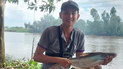 Câu cá Tra kênh Xáng, tiếp tục lên được Hugo nha cả nhà.#fishing #câucá #subscribe
