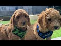 Banksia park puppies spoodles