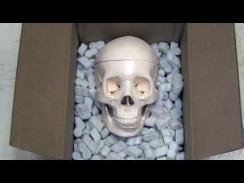 Robot Skeleton Astley