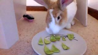 Bunny eating Kiwi/Kiwifruit asmr