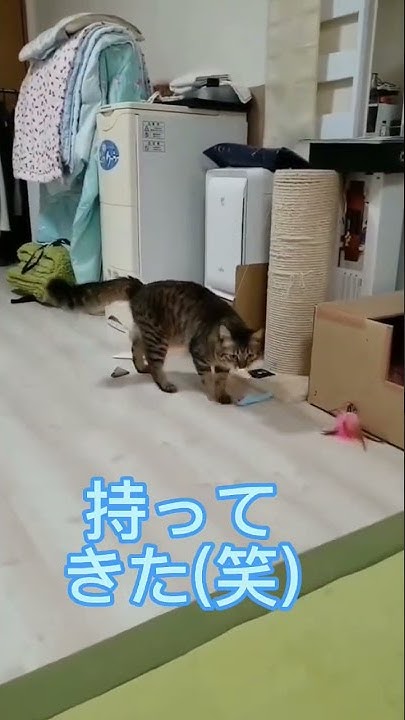 Abandoned Cat Shinamon Youtube