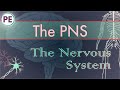 The nervous system peripheral nervous system pns