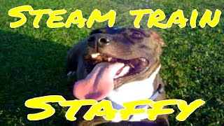 Staffy Does A Steam Train!