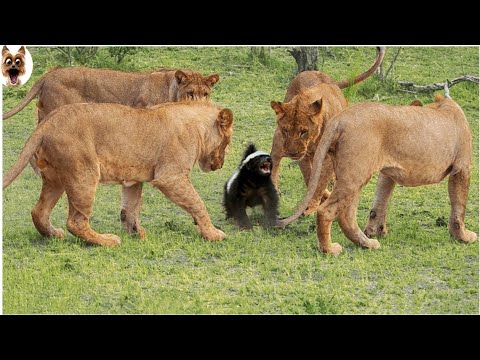 Honey Badger-World most fearless animal
