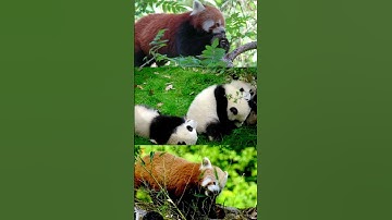 "Panda Paradise: Exploring the World of Giant Pandas"
