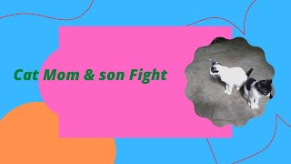 This Video Is Cats Mom And Baby Fight There Tvcats Fightvlog Cats