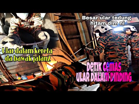 Video: MGS: Ular Berkembar Dijangka Pada Bulan Mac