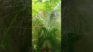 I planted sweet potatoes in my aquarium, creating a natural ecosystem