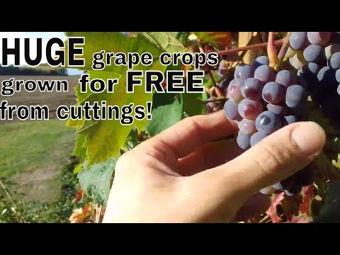 ვიდეო: ყურძენი მოსკოვის რეგიონში: იზრდება საუკეთესო შედეგით