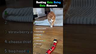 Ranking Cats Being Cats Moments 😹 #funny #cats