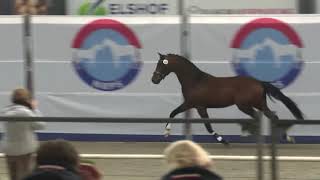 Nrps Goedgekeurde Dekhengst 2026 Othree Four Five