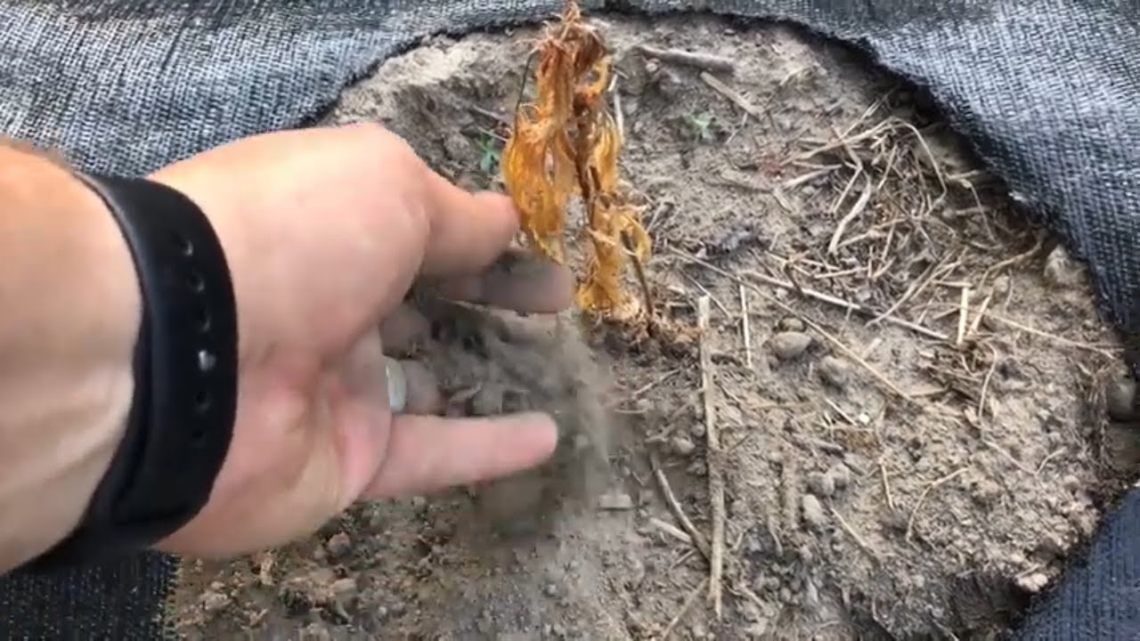 How to deal with dry weather when growing cannabis. A dry spring is causing problems on the farm.
