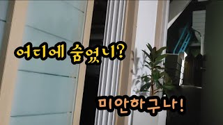 집을 뛰쳐 나간 고양이...골든타임을 놓치지 않으려고 애을 썼다