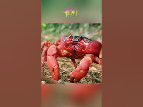 Пальмовый рак поймал земляного краба. Интересный момент - YouTube