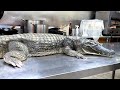 CROCODILE CUTTING 鱷魚料理 /FRIED CROCODILE/CROCODILE STEAK- Taiwanese Food