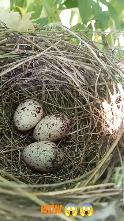 Nightingale Nest #nightingale #nightingaleofindia #bird #birds #birdsounds #birdnest #birdsnest