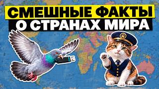 A cat became a boss and a pigeon beat the internet! How did that happen?