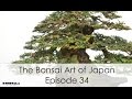 The Bonsai Art of Japan - Episode 34