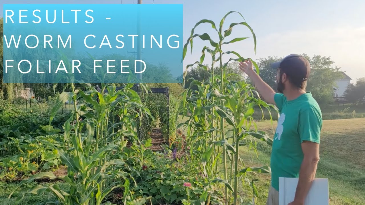 Worm Casting Tea Experiment Update - results so far