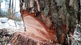 Wycinka Pochylonej Sosny Do Tyłu W Lesie - Rzaz Podcinający - Drwal Gdańsk