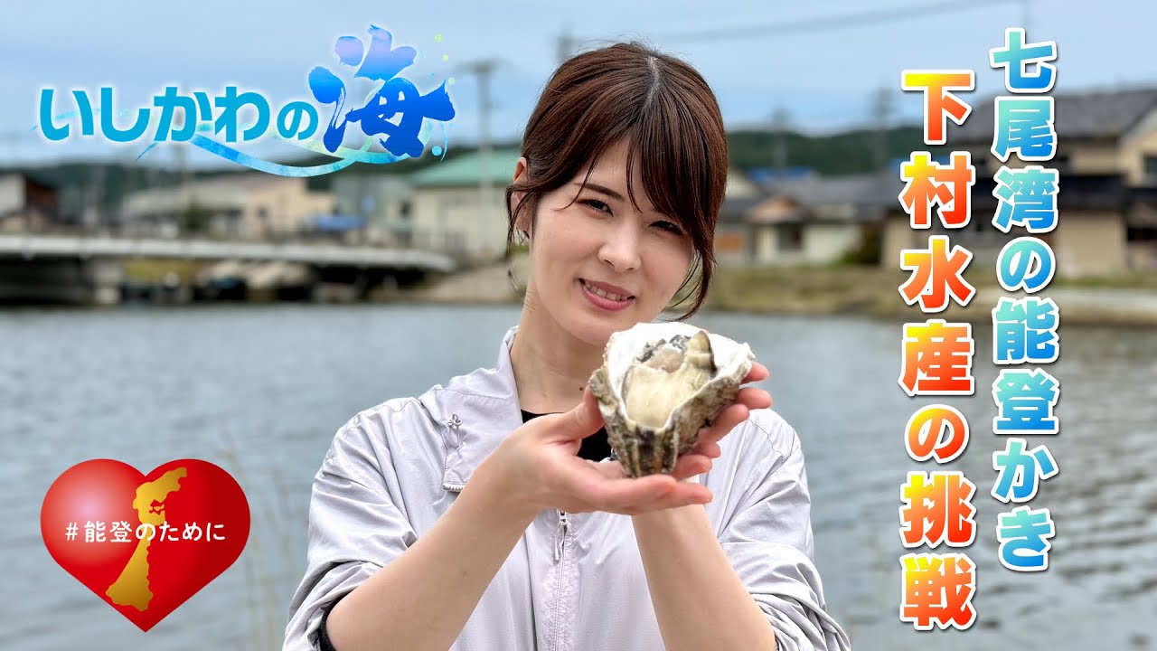 七尾湾の能登かき・下村水産の挑戦