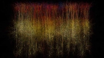 Reconstruction and Simulation of Neocortical Microcircuitry