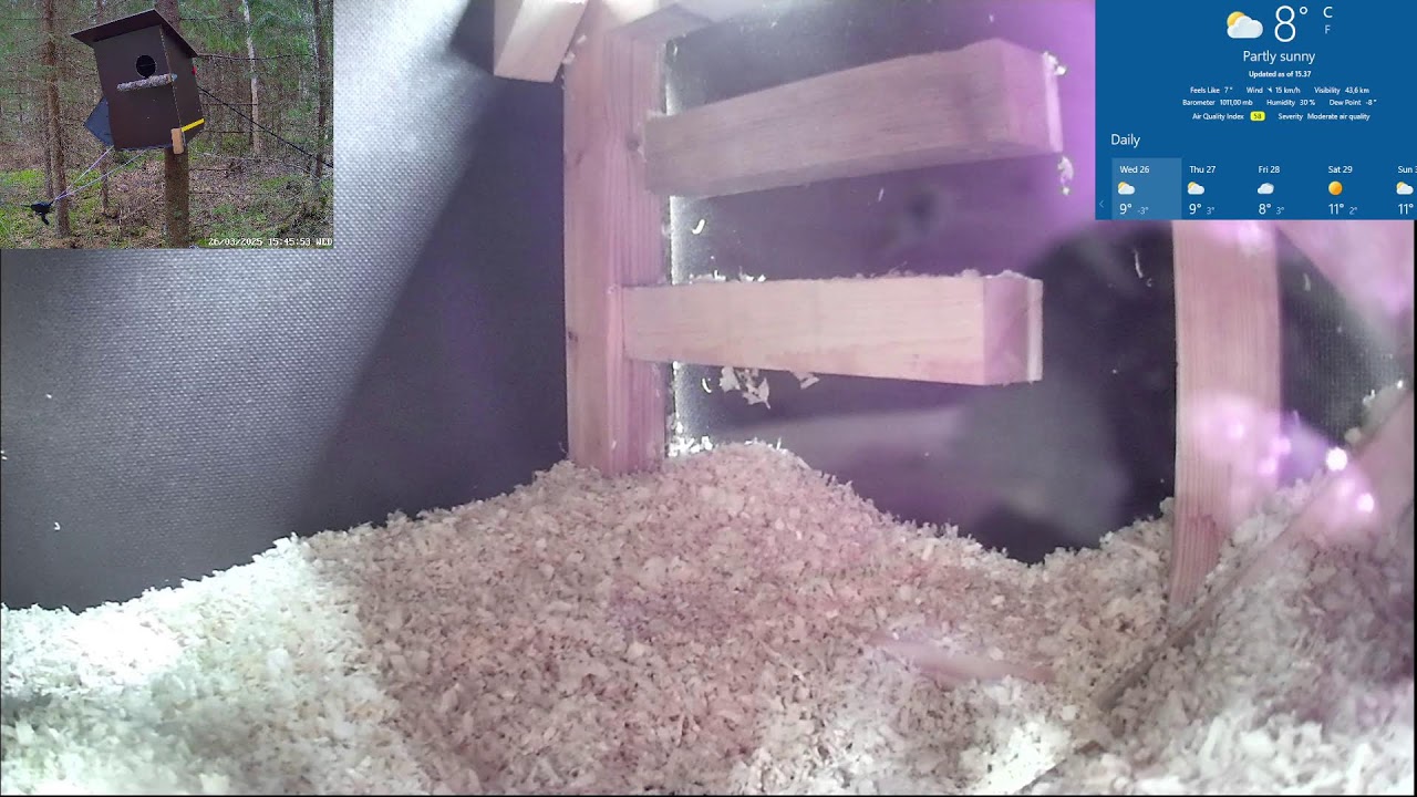 Come watch this tawny owl pair make a nest in Finland 24/7 live