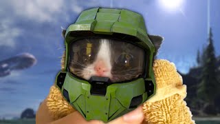 Master Chief as a cat
