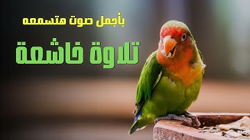 تلاوة هادئة تريح القلب والعقل | تلاوة هادئة قبل النوم بصوت جميل || القارئ محمد حمدي سورة آل عمران