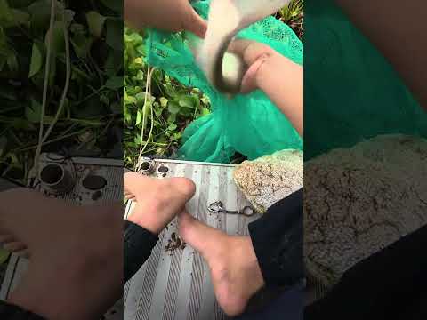 Vụng bèo sông Đáy - T5
