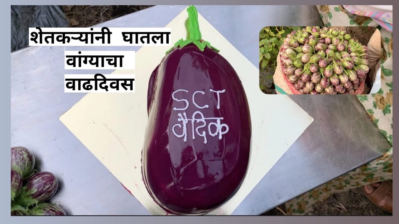 SCTवैदीक वांग्याच्या वाढदिवसाचे रहस्य दर 25 दिसाला RNPH बेसल डोस,एकरात 💰40 लाखांचे उत्पादन