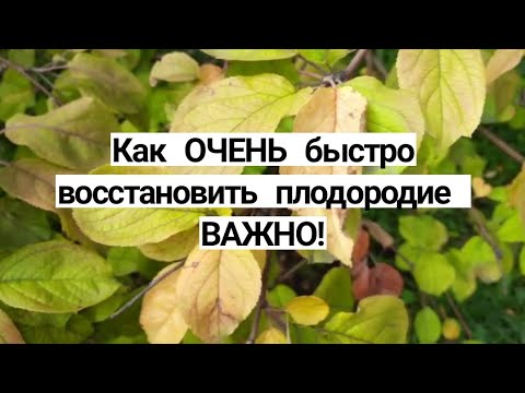 Восстанавливаем ПЛОДОРОДИЕ почвы самый простой и дешёвый способ