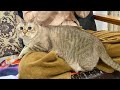 太りすぎて膝に乗り切れない猫