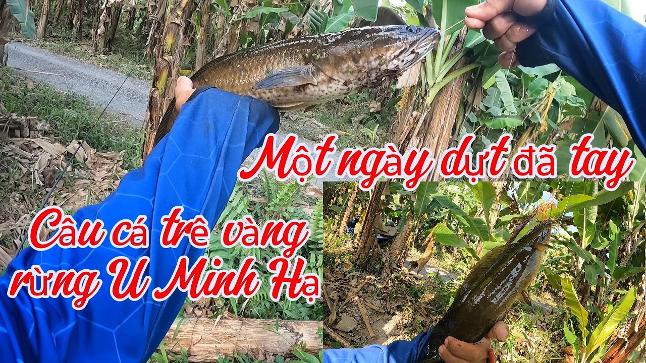Câu cá trê vàng rừng U Minh Hạ | Tập 6