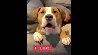 Adorable Dog Saying 'I Love You' Will Melt Your Heart | Dog Said I Love You