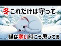 猫の冬の過ごし方と寒さにまつわる豆知識6選【保護猫ハクの気持ち雑学】