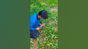 Cá Lớn - hất Cá Lóc Khủng lên bờ rồi bắt 😱 #khacthuyvlogg